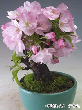 ミニ桜の盆栽体験