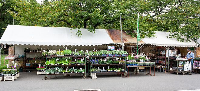 植木市へようこそ 大阪緑化会 植木 庭石 各種鉢物 本格盆栽 園芸種苗 大阪緑化会