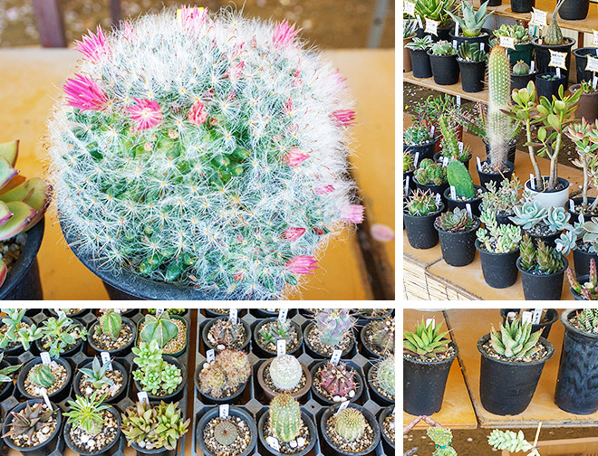 植木屋21(名越)